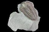 Inflated Flexicalymene Trilobite - Mt Orab, Ohio #85353-2